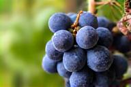 Blaufränkisch grapes on the vine in Burgenland