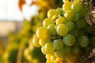 Grüner Veltliner grapes in Niederösterreich