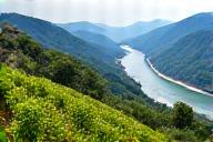 Riesling vines overlooking the Danube in Wachau