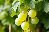 Sauvignon Blanc vine on a Styrian hillside