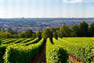Grüner Veltliner vineyard with Vienna cityscape in background